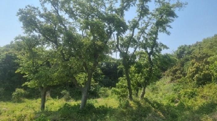 제주특별자치도 서귀포시 표선면 가시리 541 임야 경매 사진 7