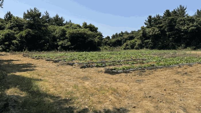 제주특별자치도 서귀포시 성산읍 고성리 2681 임야 경매 사진 4