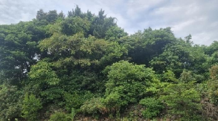 제주특별자치도 서귀포시 성산읍 고성리 2681 임야 경매 사진 6