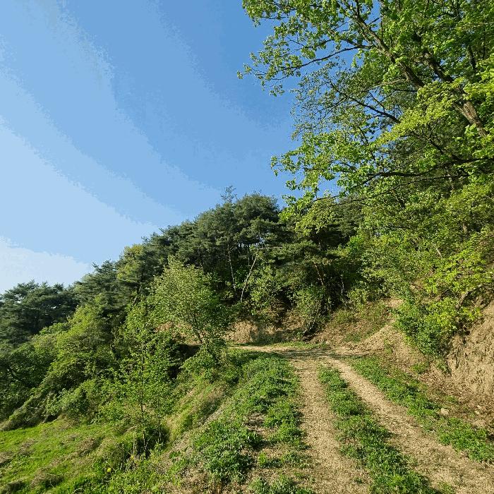 경상북도 예천군 보문면 작곡리 12 임야 경매 사진 2