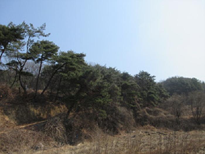 경상북도 예천군 보문면 작곡리 12 임야 경매 사진 21