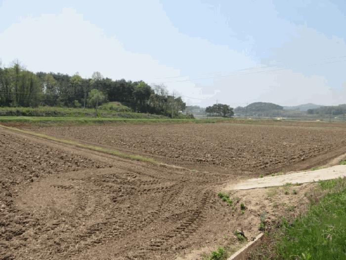 경상북도 예천군 호명읍 송곡리 303 답 경매 사진 2