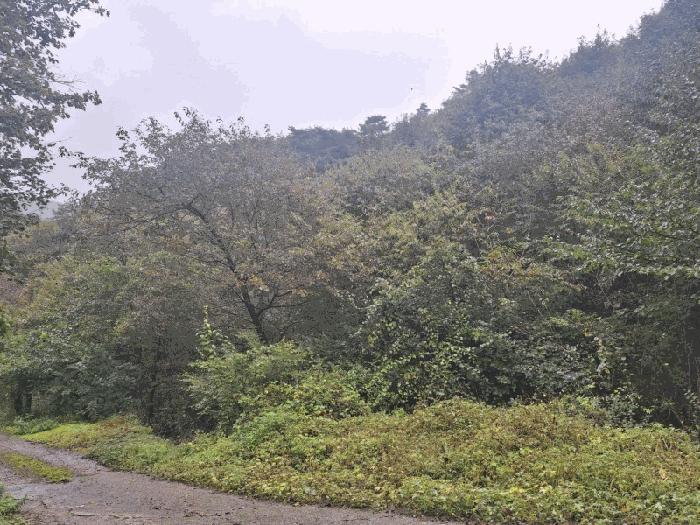 충청북도 청주시 상당구 미원면 중리 산71-13 임야 경매 사진 4