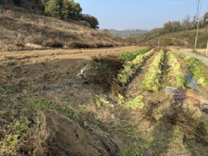 충청북도 괴산군 감물면 오성리 256 전 경매 사진 5