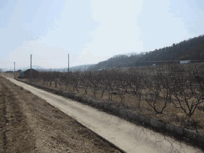 대구광역시 군위군 군위읍 사직리 343-3 답 경매 사진 8