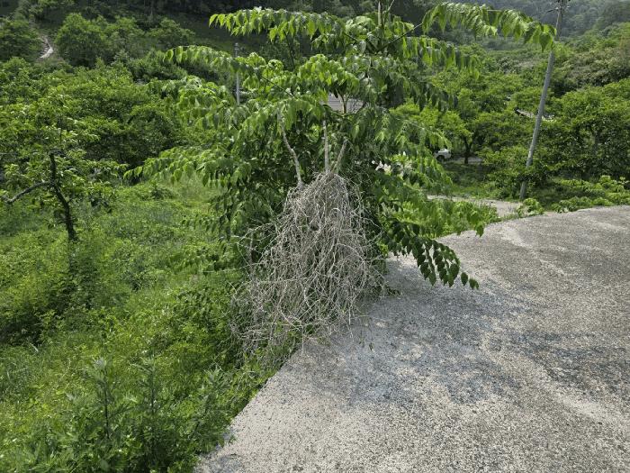 경상북도 청도군 이서면 팔조리 119 전 경매 사진 4