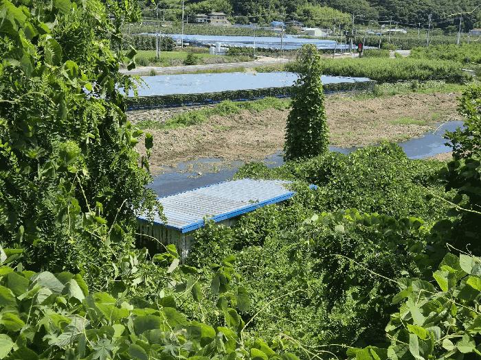 경상북도 영천시 화북면 자천리 501 답 경매 사진 4