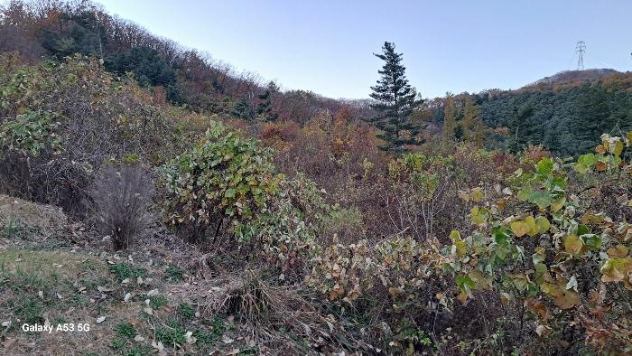 경기도 남양주시 수동면 외방리 295 전 경매 사진 3