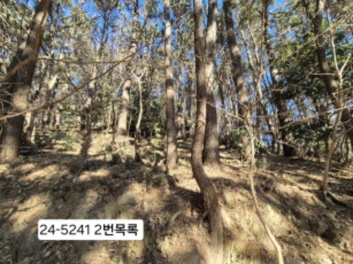 부산광역시 사하구 괴정동 산139-1 임야 경매 사진 5