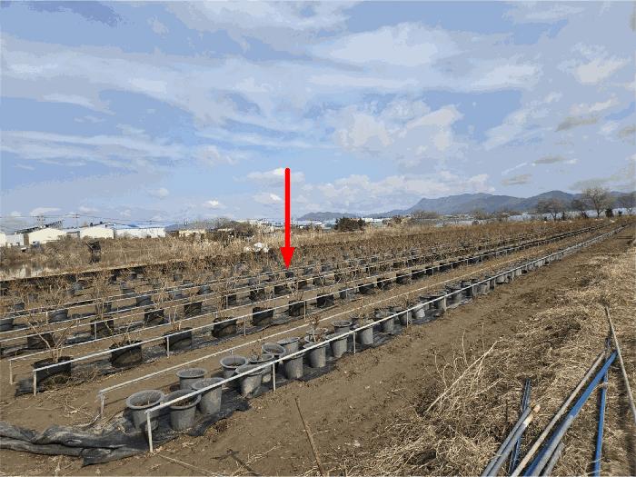 부산광역시 강서구 대저2동 513-48 답 경매 사진 2