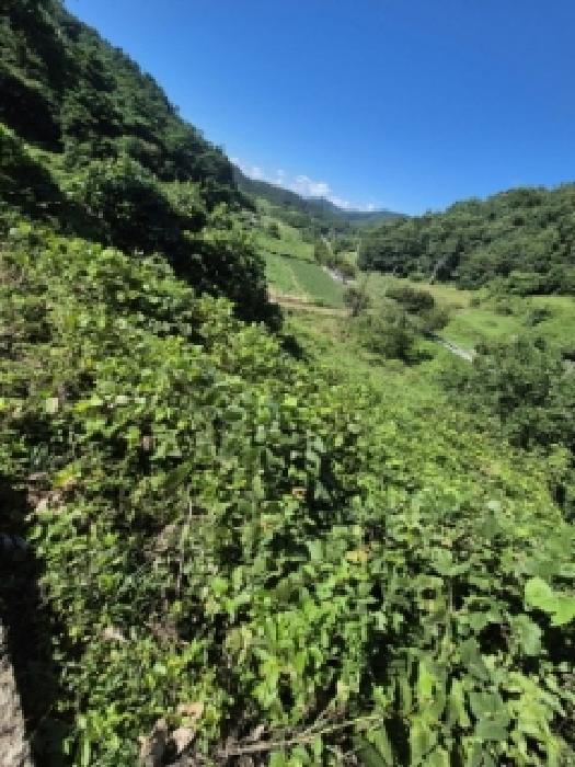 전라남도 화순군 백아면 원리 442 전 경매 사진 31