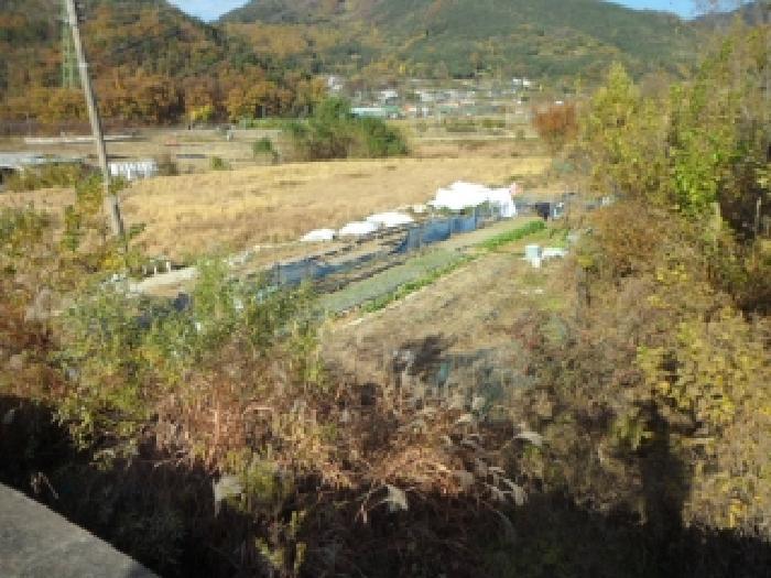 대구광역시 달성군 유가읍 음리 563 답 경매 사진 3