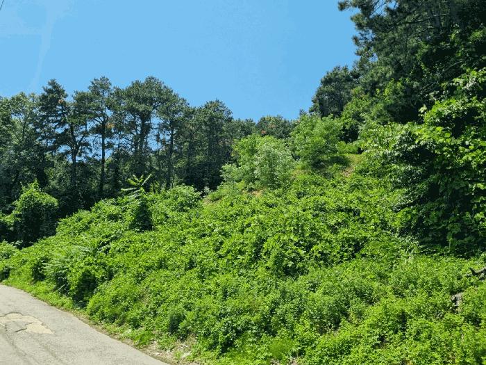 경기도 용인시 기흥구 언남동 산73 임야 경매 사진 3