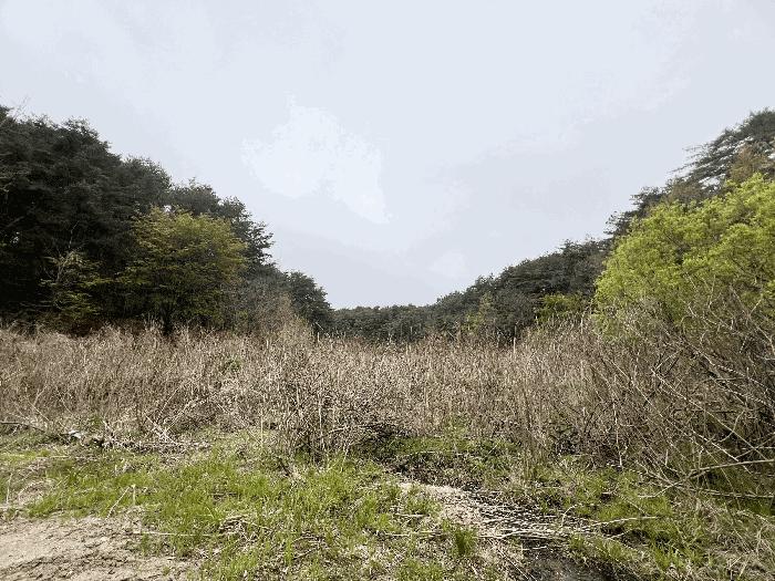 강원특별자치도 강릉시 안현동 707 답 경매 사진 2