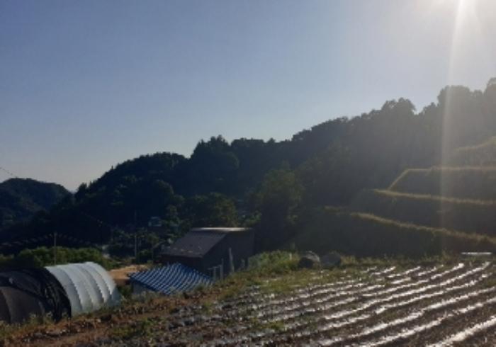 충청북도 충주시 엄정면 유봉리 125 답 경매 사진 20