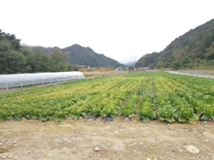 강원특별자치도 인제군 북면 용대리 1335 전 경매 사진 13