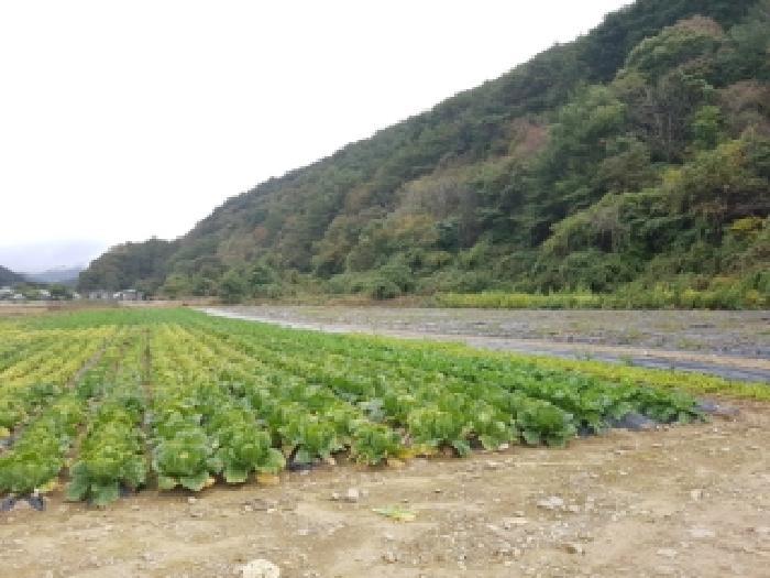강원특별자치도 인제군 북면 용대리 1335 전 경매 사진 14