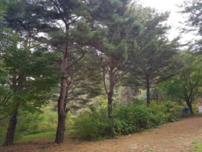 강원특별자치도 인제군 북면 용대리 1335 전 경매 사진 26