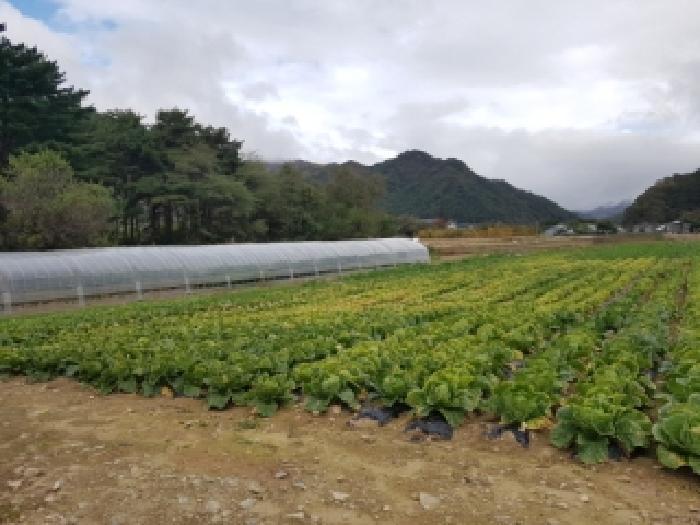 강원특별자치도 인제군 북면 용대리 1357-2 전 경매 사진 31
