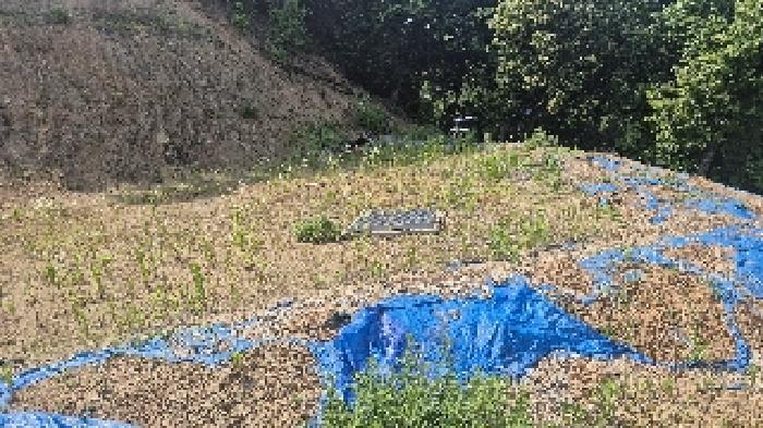 충청남도 천안시 동남구 목천읍 삼성리 산51 임야 경매 사진 13