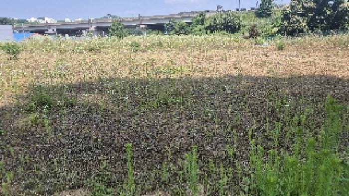 충청남도 천안시 동남구 목천읍 삼성리 산51 임야 경매 사진 15