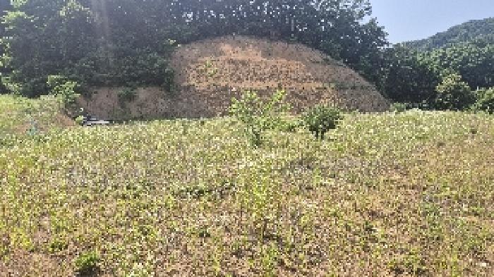 충청남도 천안시 동남구 목천읍 삼성리 산51 임야 경매 사진 17