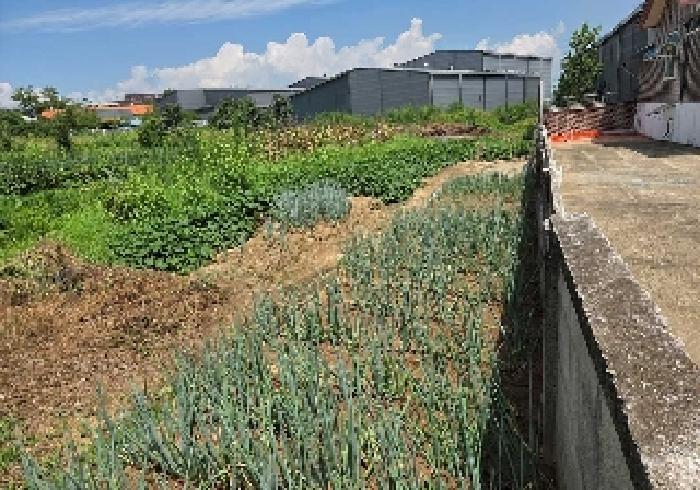 충청남도 천안시 서북구 성환읍 율금리 500 과수원 경매 사진 15
