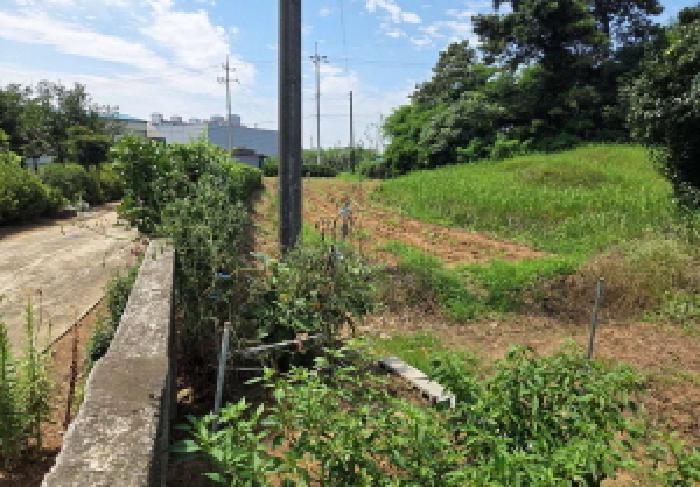 충청남도 천안시 서북구 성환읍 율금리 500 과수원 경매 사진 16