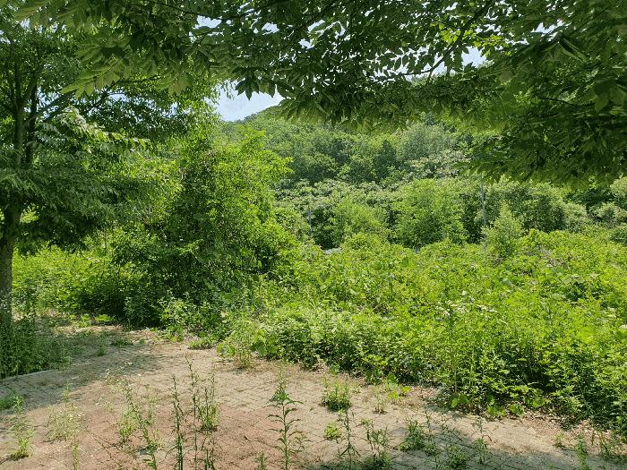 충청북도 충주시 주덕읍 화곡리 1429 대지 경매 사진 4