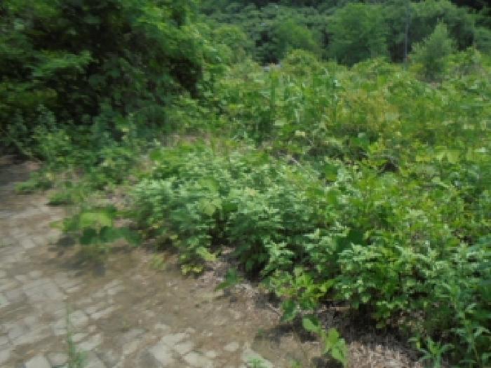 충청북도 충주시 주덕읍 화곡리 1429 대지 경매 사진 5