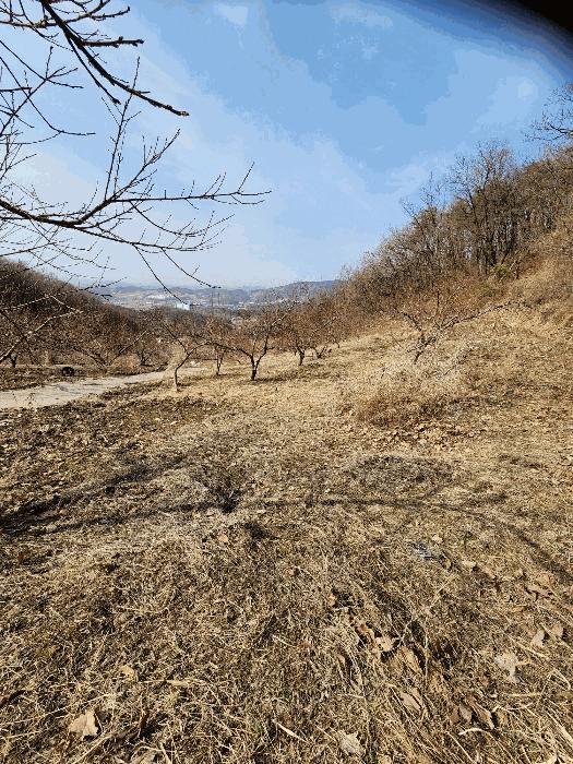 충청북도 음성군 감곡면 사곡리 224-1 답 경매 사진 17