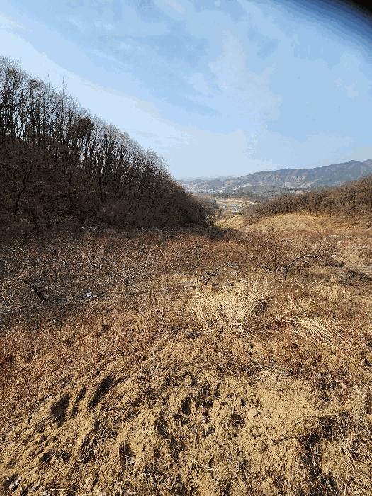 충청북도 음성군 감곡면 사곡리 224-1 답 경매 사진 18