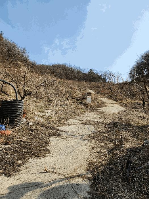 충청북도 음성군 감곡면 사곡리 224-1 답 경매 사진 4