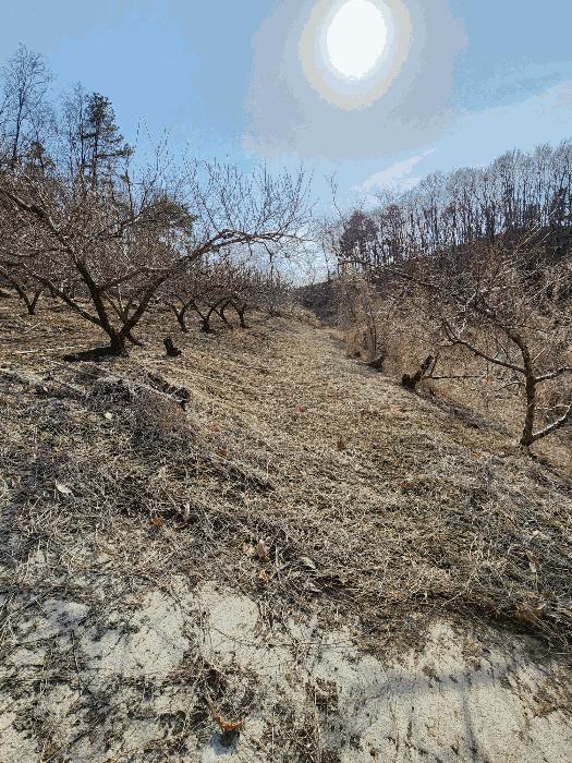 충청북도 음성군 감곡면 사곡리 406 대지 경매 사진 24
