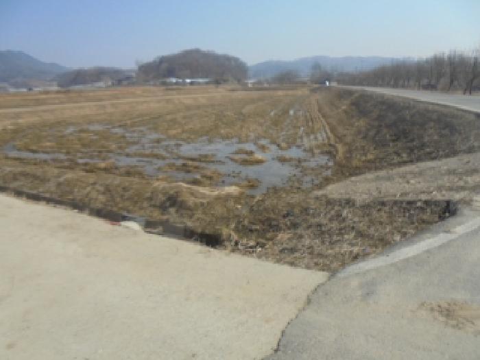 충청북도 음성군 원남면 보룡리 411 답 경매 사진 4
