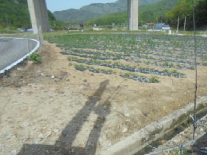 충청북도 충주시 소태면 주치리 14-1 전 경매 사진 6