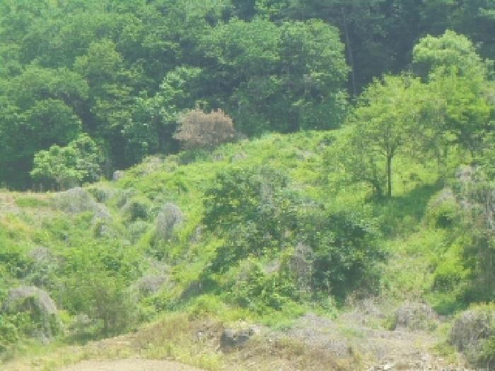 충청북도 충주시 엄정면 유봉리 468 전 경매 사진 11
