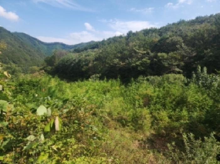 전북특별자치도 진안군 주천면 운봉리 542 임야 경매 사진 30