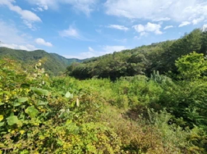 전북특별자치도 진안군 주천면 운봉리 542 임야 경매 사진 31