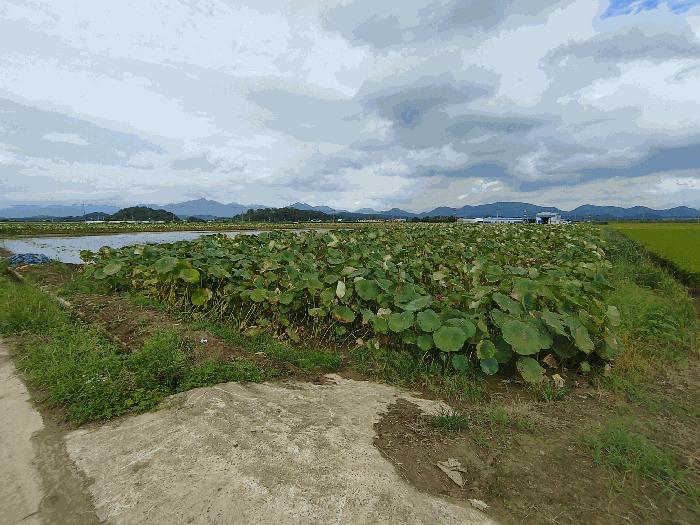 경상남도 창녕군 남지읍 신전리 990-8 답 경매 사진 2