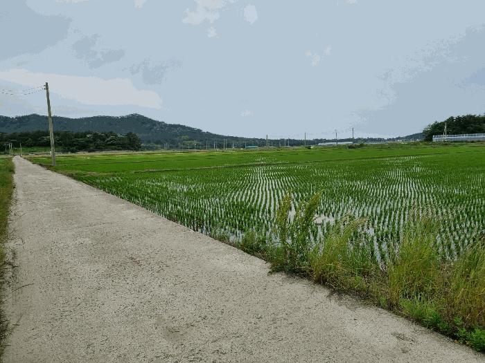전라남도 신안군 비금면 죽림리 산85 임야 경매 사진 2