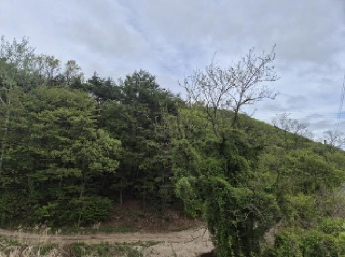 경상북도 포항시 남구 오천읍 갈평리 산88 임야 경매 사진 3