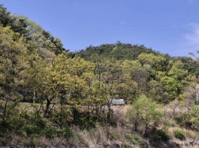 경상북도 포항시 남구 오천읍 문덕리 산159-1 임야 경매 사진 3