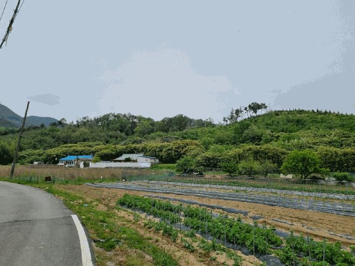 경상북도 포항시 남구 대송면 대각리 산66-9 임야 경매 사진 2