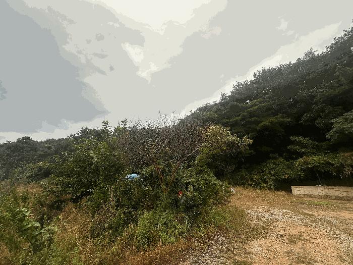 전북특별자치도 고창군 공음면 선동리 산94-1 임야 경매 사진 6