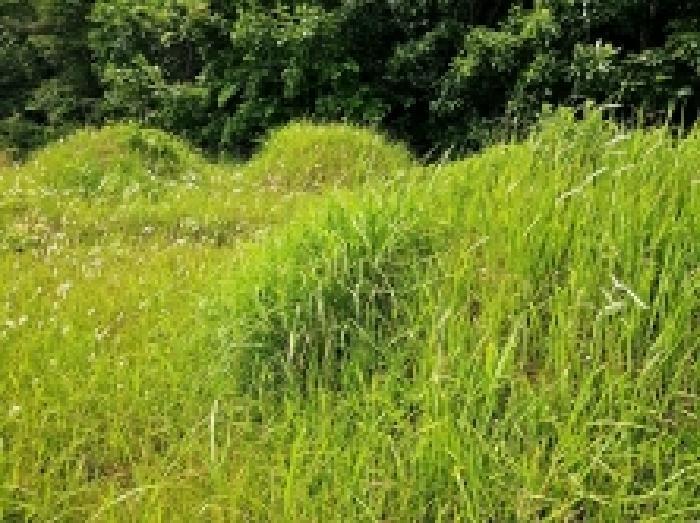 전라남도 해남군 문내면 충평리 88 임야 경매 사진 11
