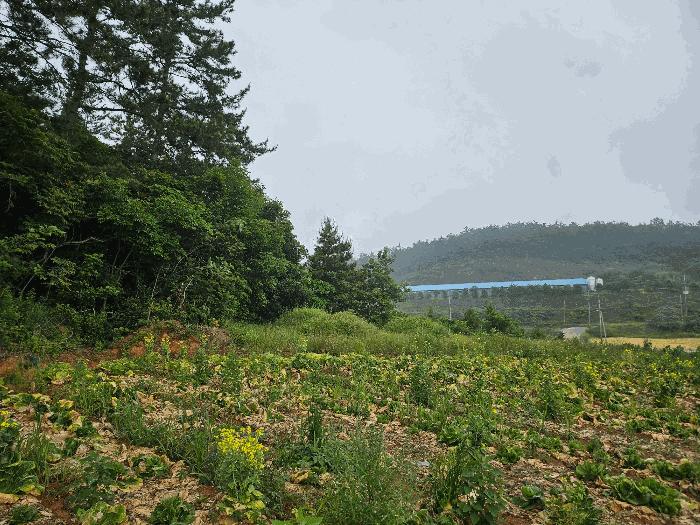 전라남도 해남군 문내면 충평리 88 임야 경매 사진 4