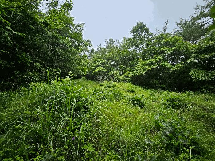 전라남도 해남군 문내면 충평리 88 임야 경매 사진 5