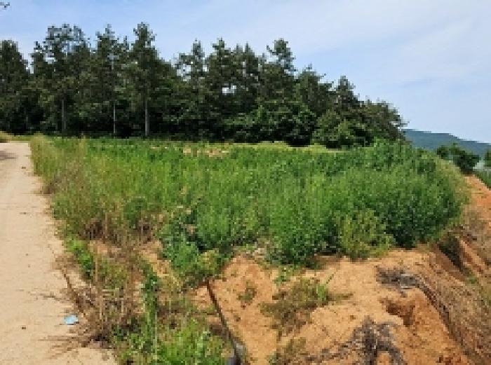 전라남도 해남군 문내면 충평리 88 임야 경매 사진 8
