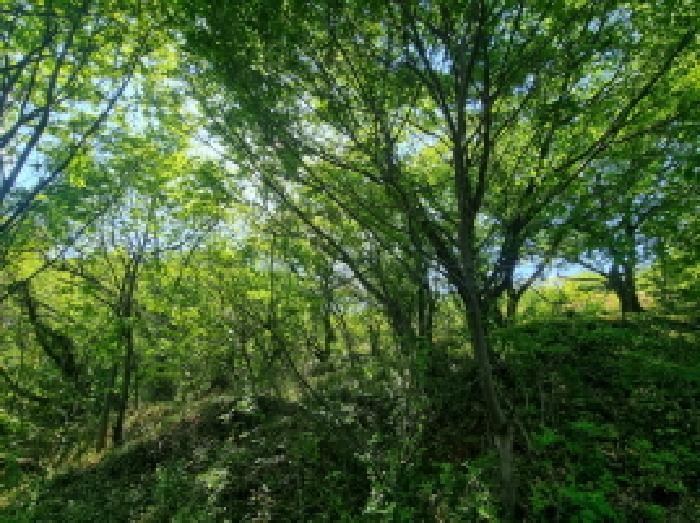 전라남도 광양시 진월면 신아리 산27 임야 경매 사진 18